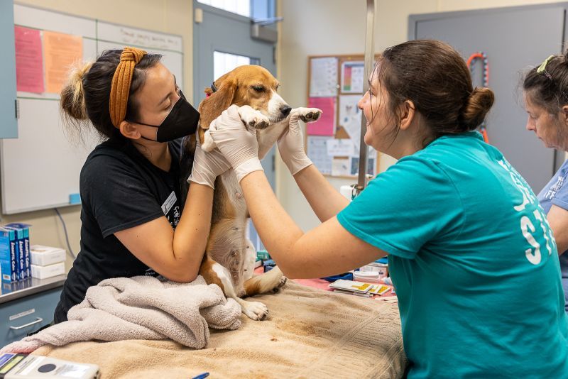 a woman holds up a beagle puppy to another woman