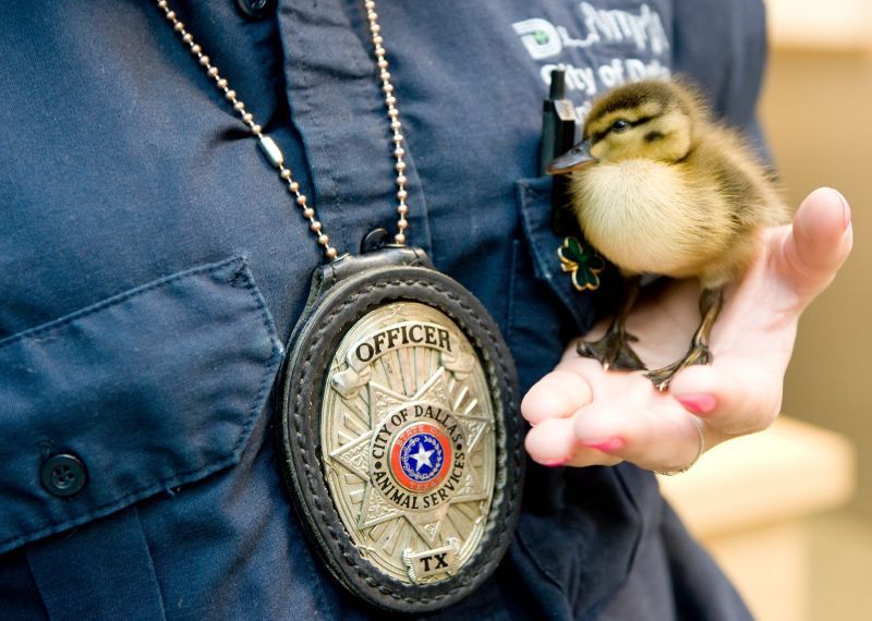 an animal control officer holding a small bird
