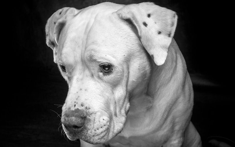 black and white photo of a senior dog