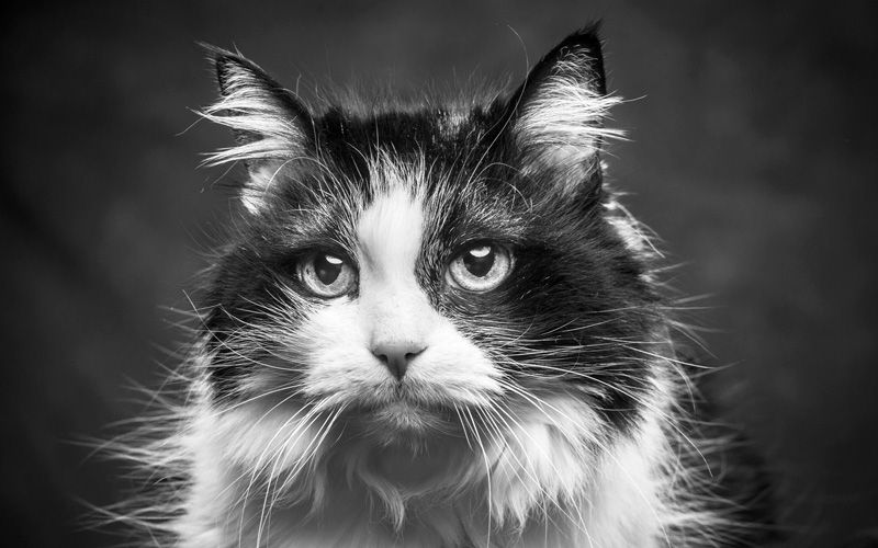 black and white photo of a senior cat