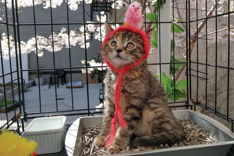 a cat wearing a knitted hat with a bird on top