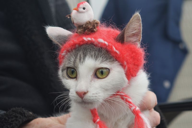 a cat wearing a knitted hat with a bird on top