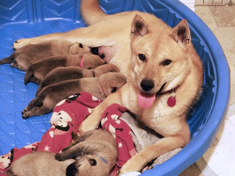 Puppies nurse from a happy mother dog