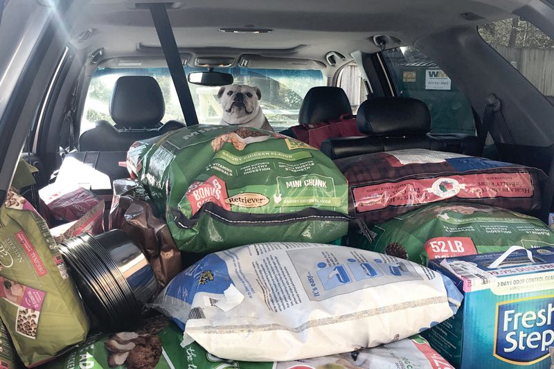 a dog peering over a full load of pet food in car's trunk
