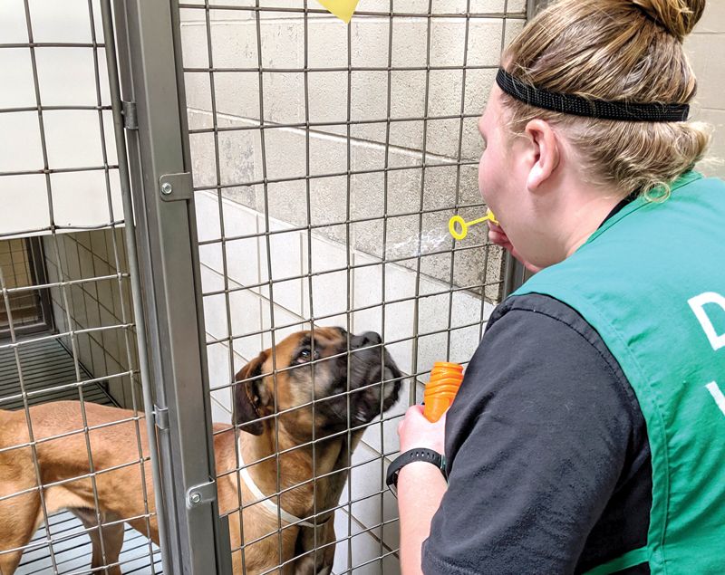 a woman blows bubbles at a dog in a shelter kennel
