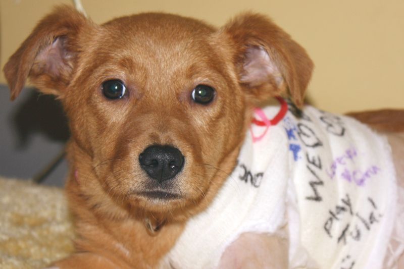 a puppy wearing a signed cast