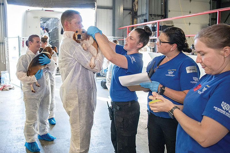 Photo of HSUS staff doing intake of beagles rescued from a large-scale breeding facility.