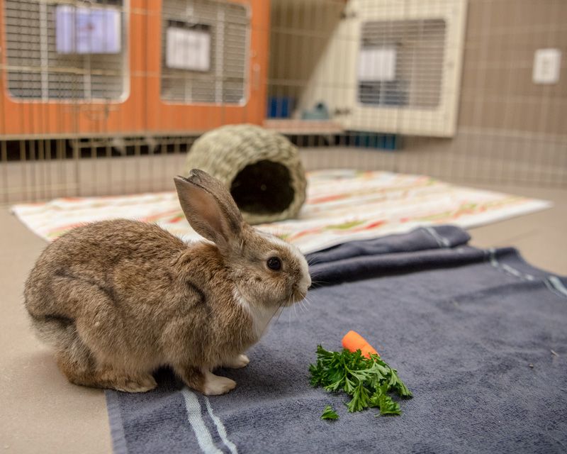 a bunny plays with a basket and a carrot