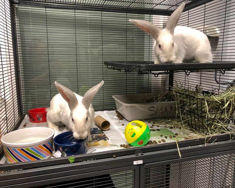 two bunnies in a wire cage