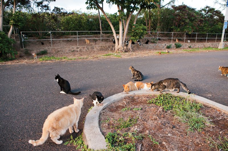 a large group of communit cats gathered near a road