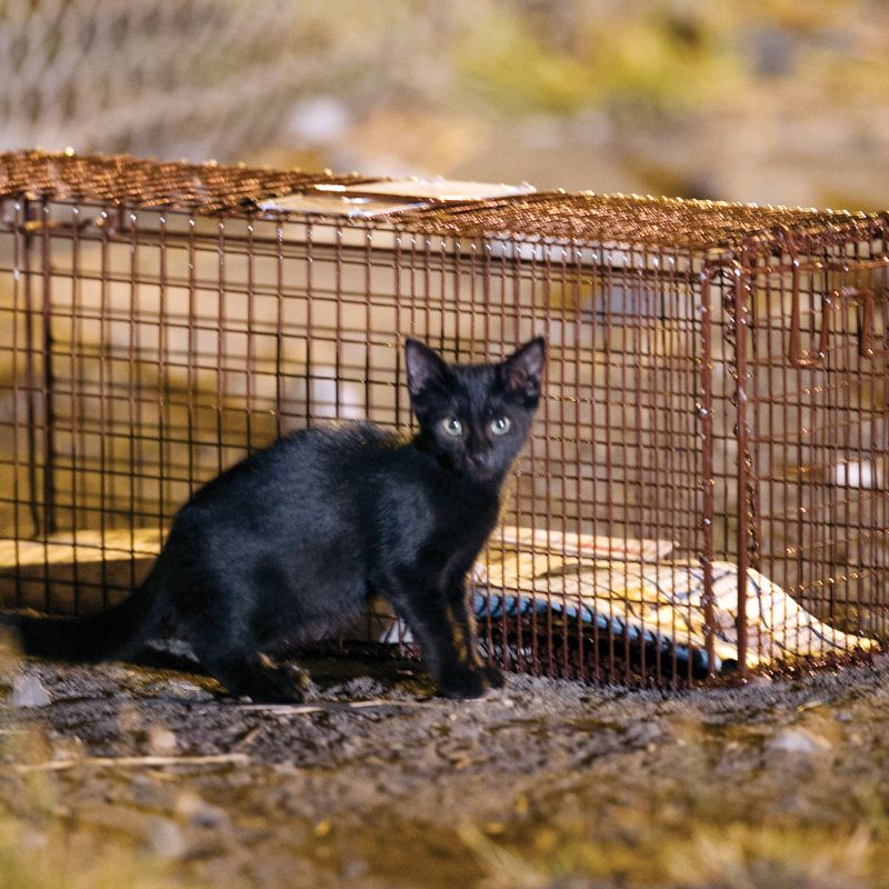 a kitten standing next to a trap
