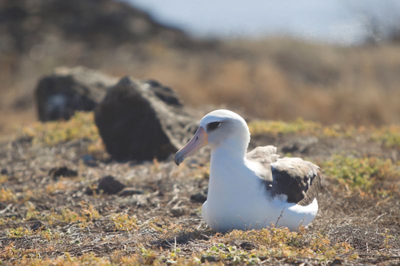 an albatross sitting on some moss