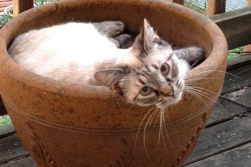 a cat laying in a flower pot