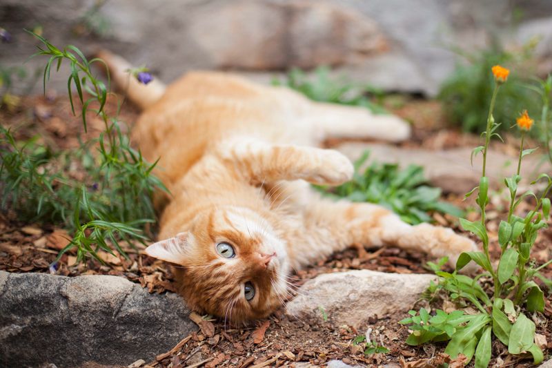 a cat laying in a garden