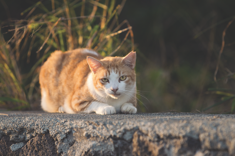 an ear-tipped cat sitting on a rock