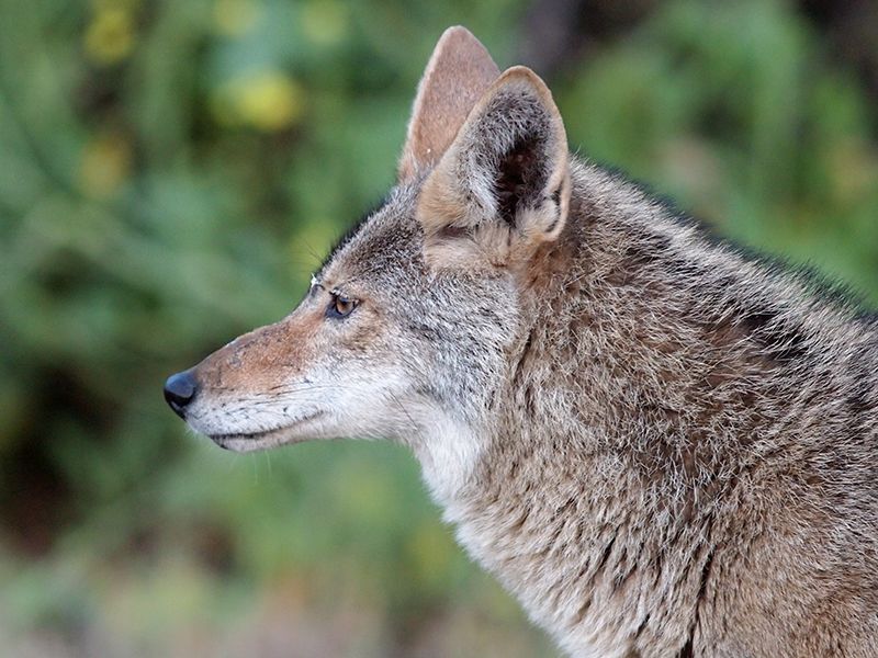 Coyote in profile
