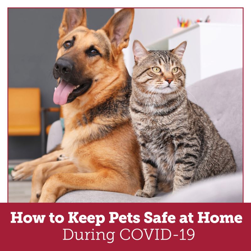 How to keep pets safe at home during COVID-19