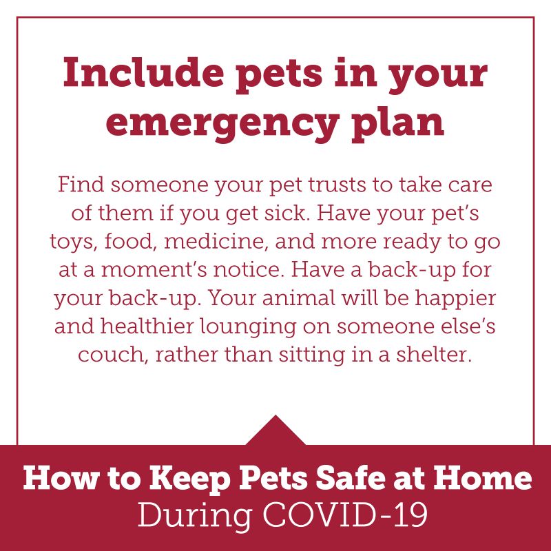 include pets in your emergency plan