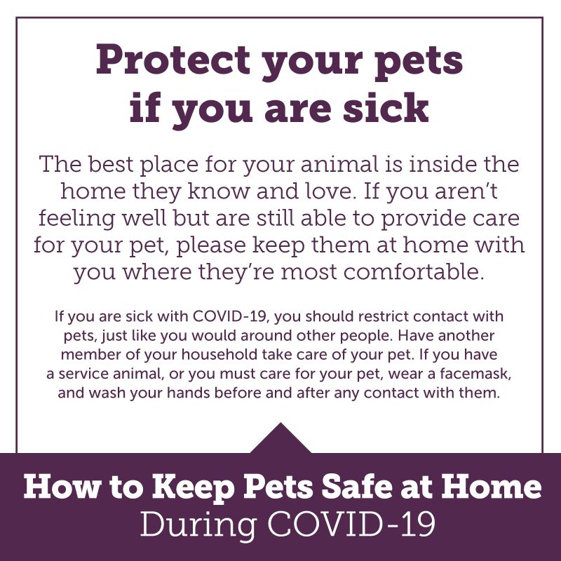 protect your pets if you are sick