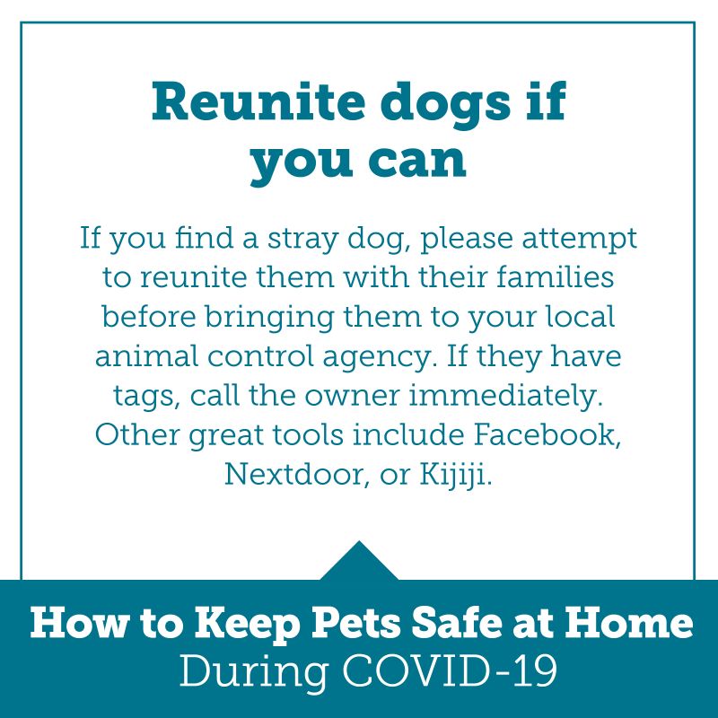 reunite dogs if you can