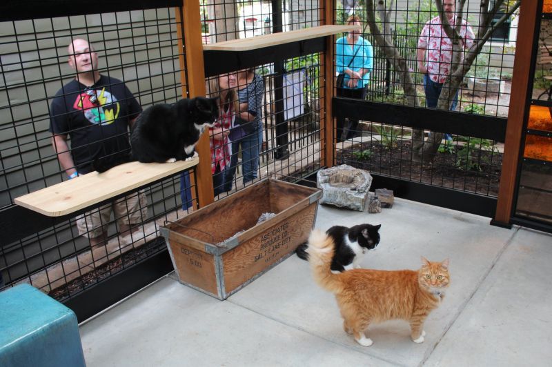 Photo showing the multiple cat inside a catio.