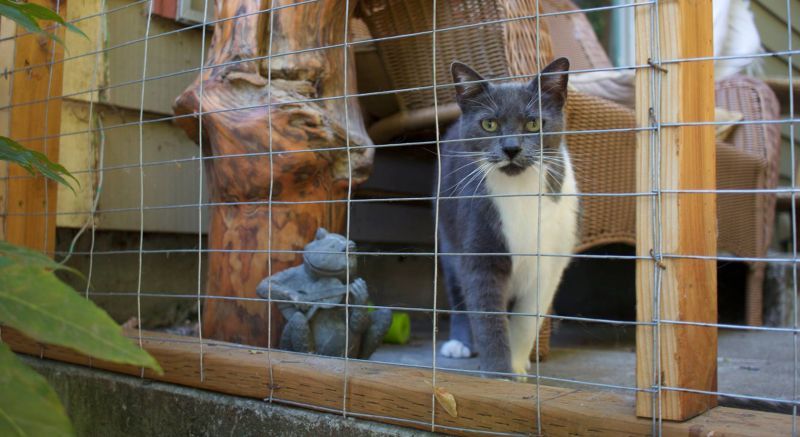 chain link catio
