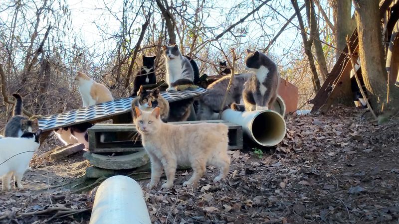 Feral Cats - How To Trap - Planned Pethood Taos