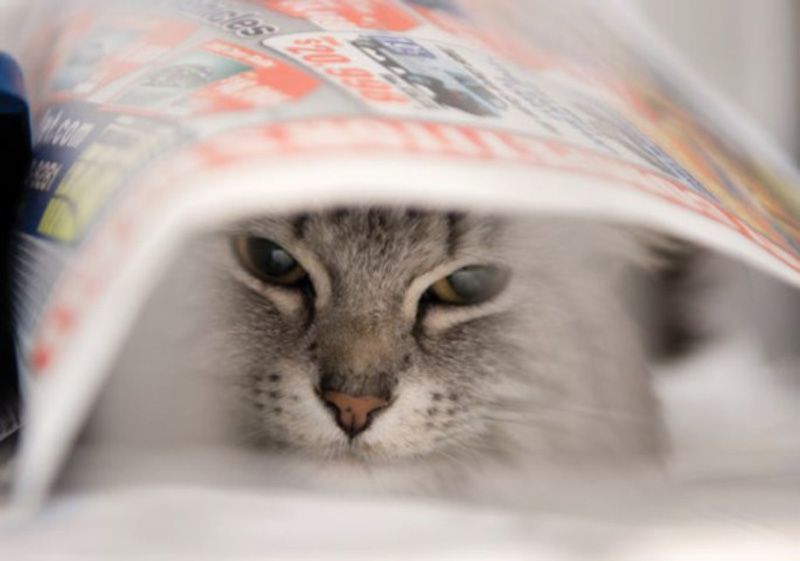 a cat hiding under a piece of newspaper