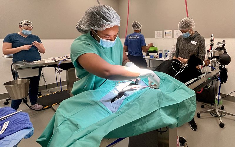 Doctors in the middle of a surgery in a veterinary clinic.