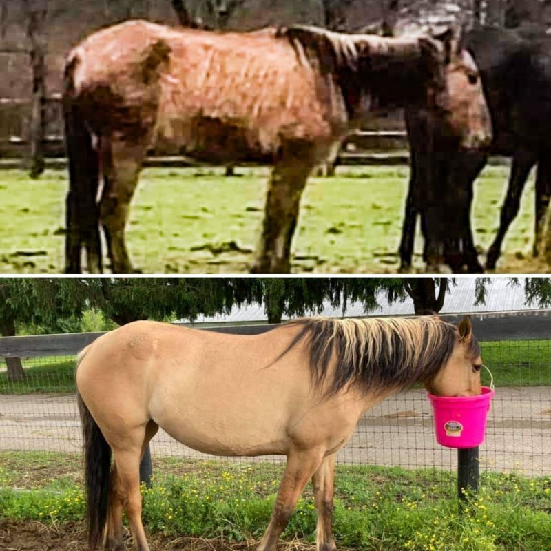 Photos showing before and after images of a mustang rescued from a neglect case.