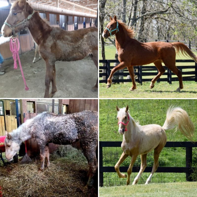 Photos showing before and after images of horses rescued from a neglect case.