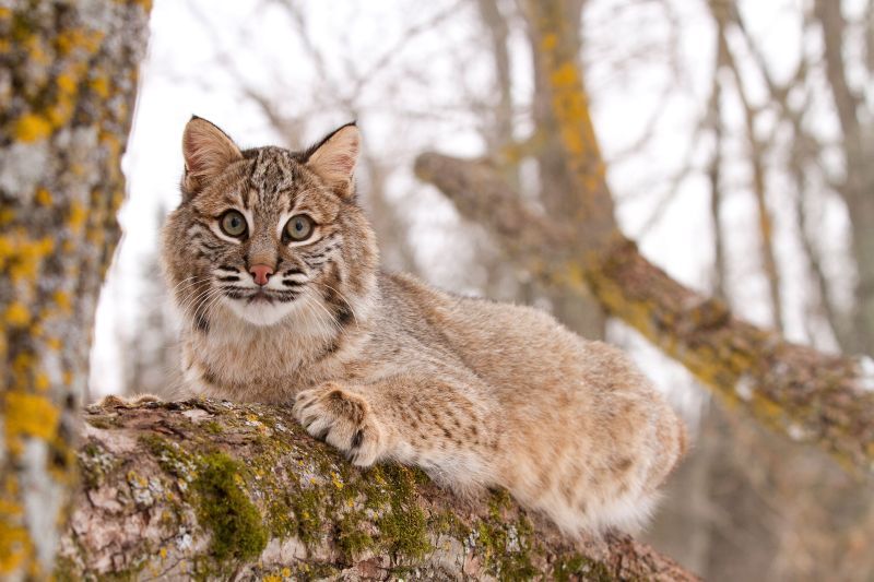 a bobcat lying on a tree branch