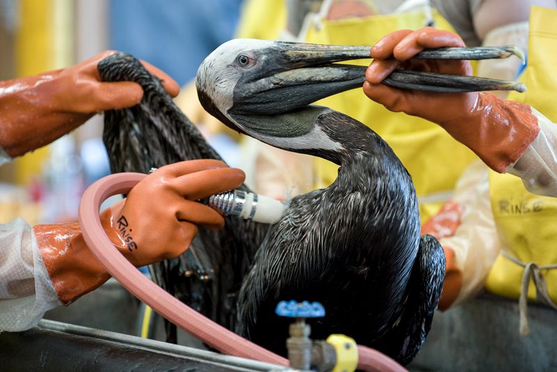 a person hoses down a dirty pelican while another holds its beak