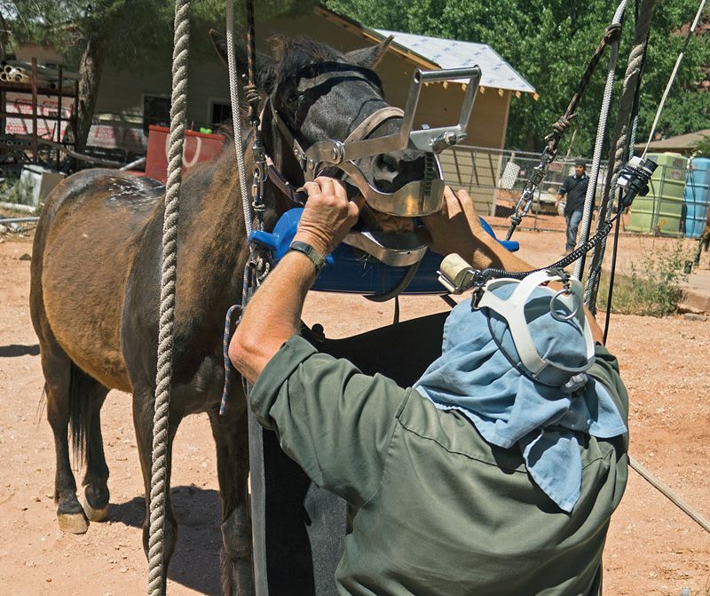 a man examines a horse's teeth