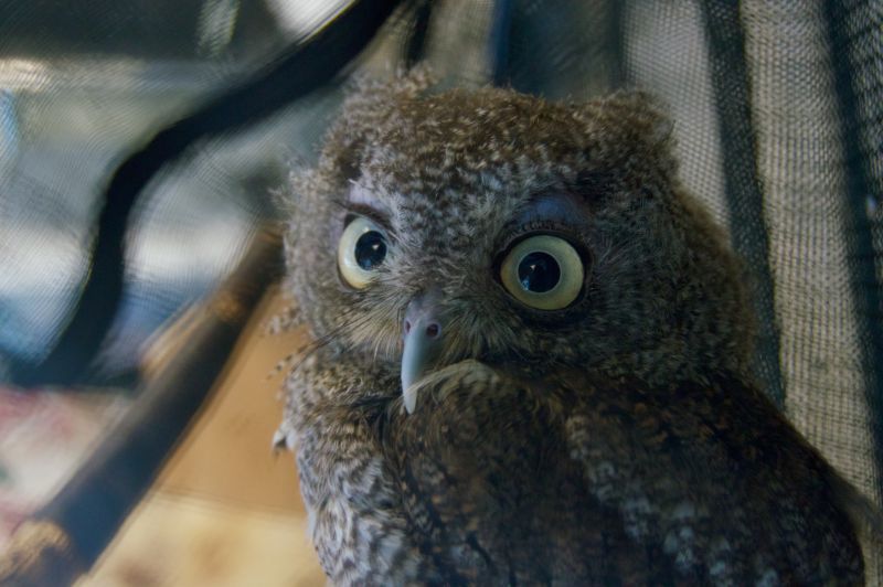 a young owl with branches in the background