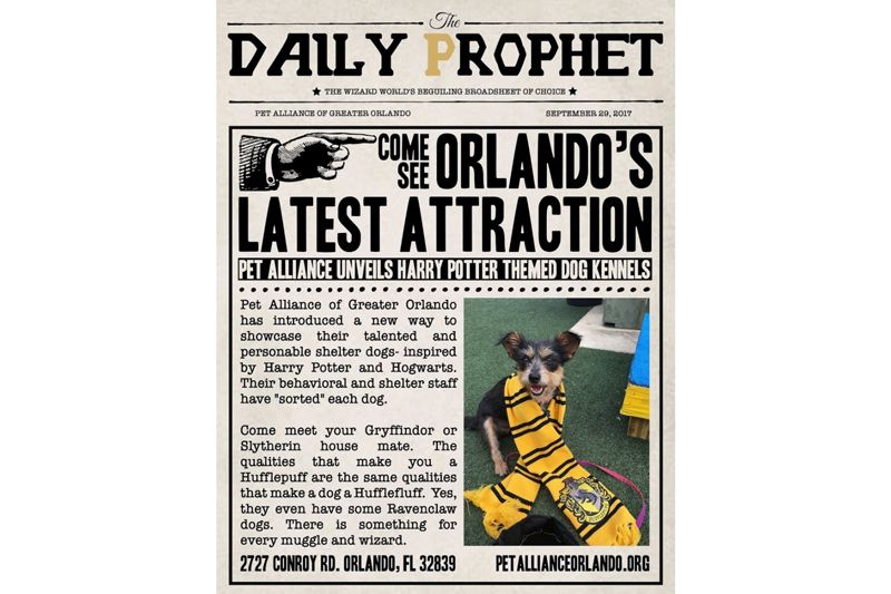 an advertisement of the Daily Prophet newspaper promoting dog adoption