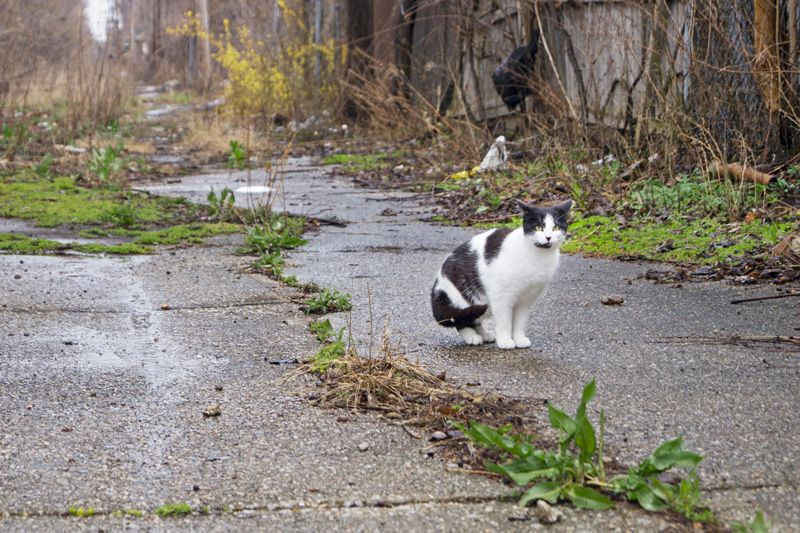 a cat on an overgrown road