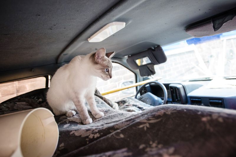 a cat inside a car