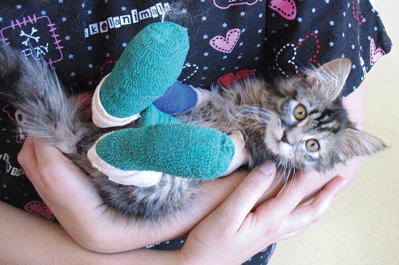 a person cradling a kitten with bandaged paws