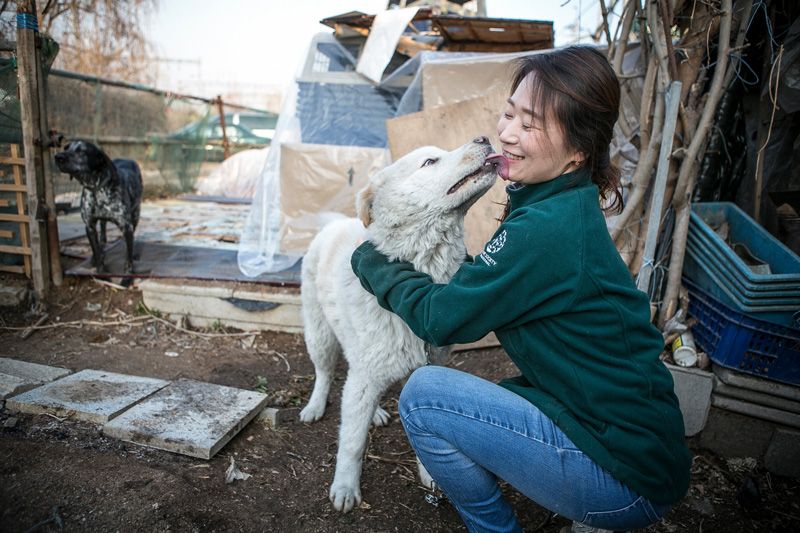 a dog licks a rescuer's face