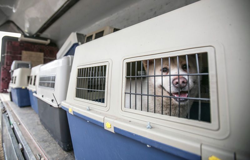 a line of dogs in crates waiting to board a plane