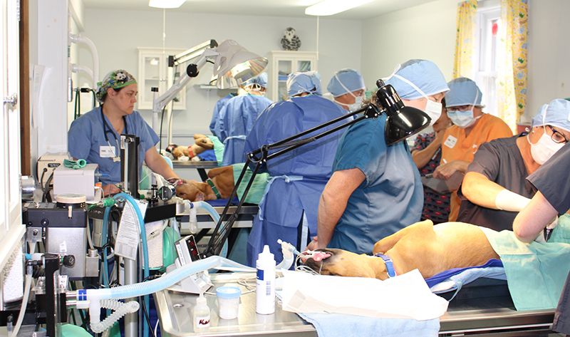 A wet lab inside a veterinary room where doctors are performing spay/neuter procedures on multiple dogs.