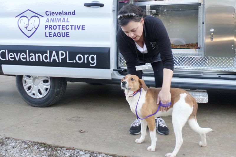 a woman pets a dog outside a transport van