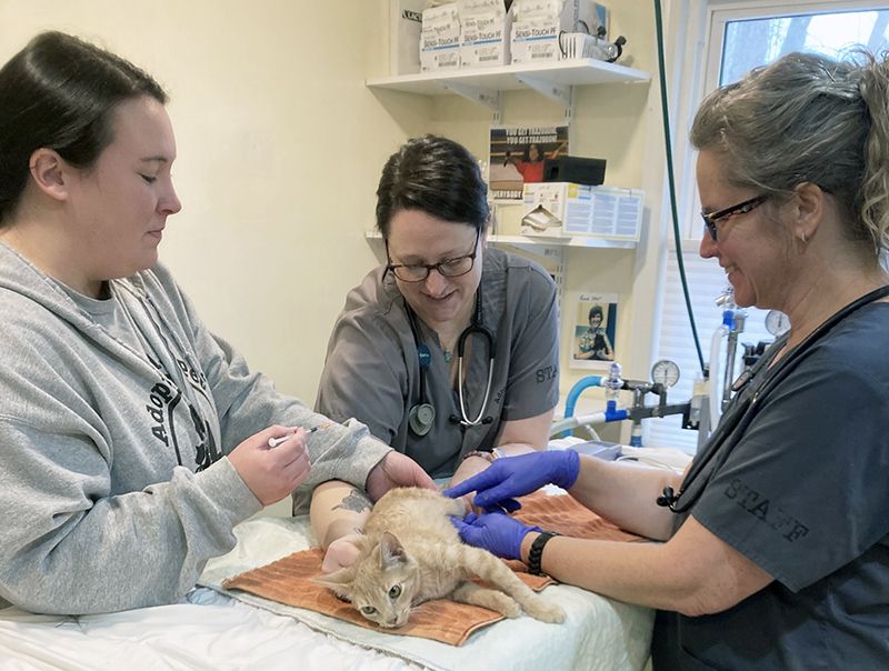 Three women during veterinary training on a cat.