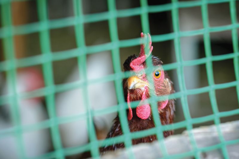 a chicken behind wire