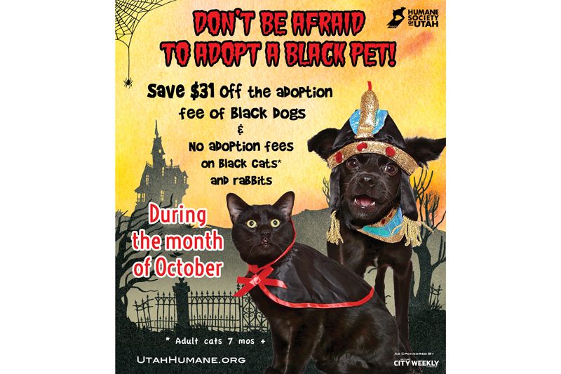 don't be afraid to adopt a black pet advterisement