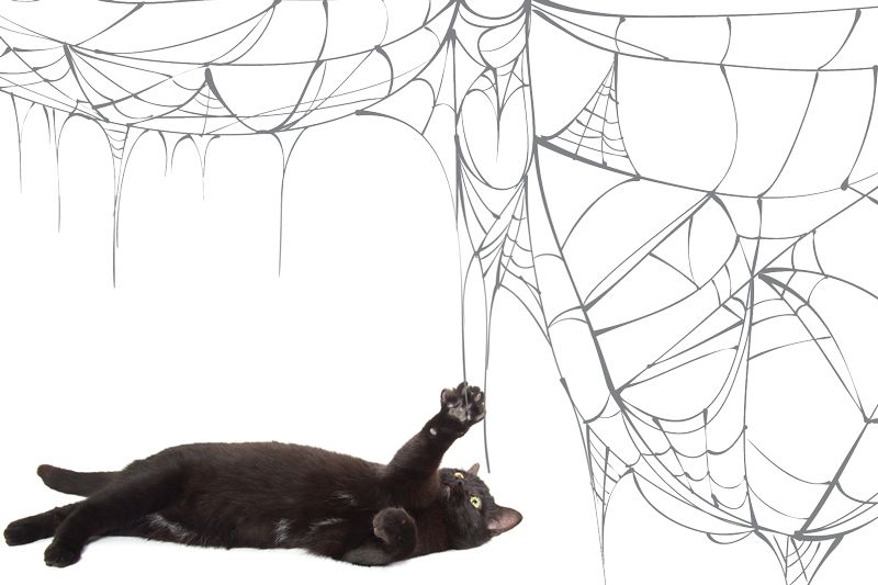 a black cat pawing at a spider web