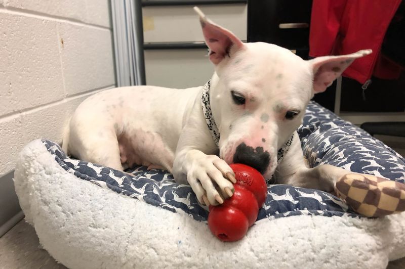 Photo of a shelter dog licking a frozen kong toy