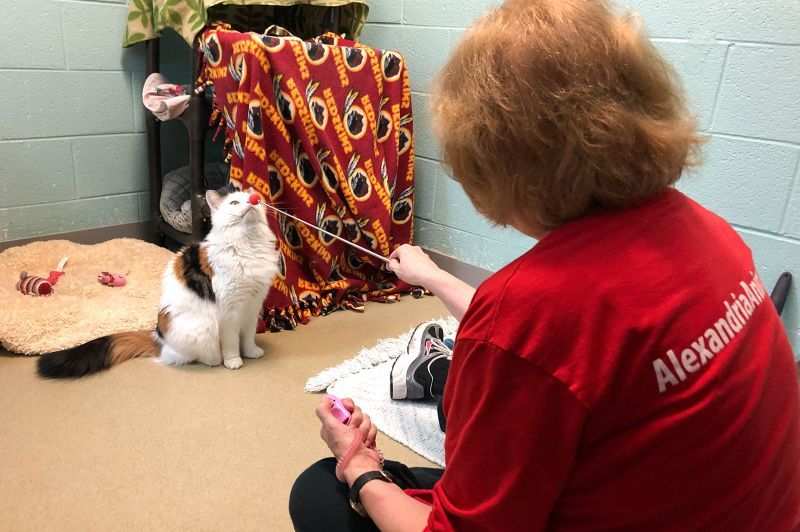 An AWLA volunteer practices target training with an adoptable cat to help keep their mind active