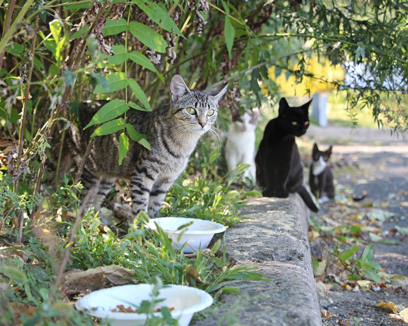 a group of community cats near the roadside